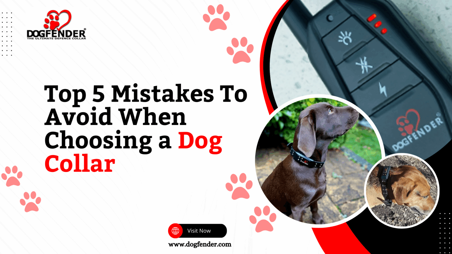 Top 5 Mistakes To Avoid When Choosing a Dog Collar in USA